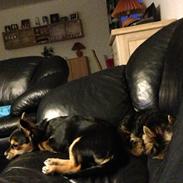 Blanding af racer Mollie