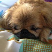 Pekingeser Freja <3