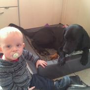 Labrador retriever Storm