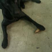 Labrador retriever Storm