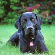 Blanding af racer Buster