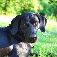 Blanding af racer Buster