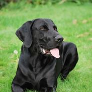 Blanding af racer Buster