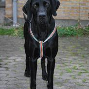 Blanding af racer Buster