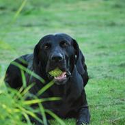 Blanding af racer Buster