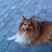 Shetland sheepdog Max