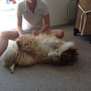 Shetland sheepdog Max