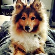 Shetland sheepdog Max