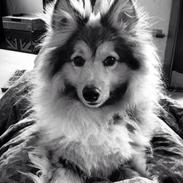 Shetland sheepdog Max