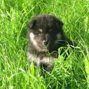 Finsk lapphund Zaki