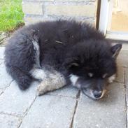 Finsk lapphund Zaki