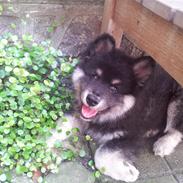 Finsk lapphund Zaki