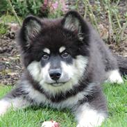 Finsk lapphund Zaki