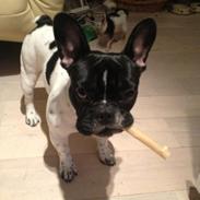Fransk bulldog Nelly