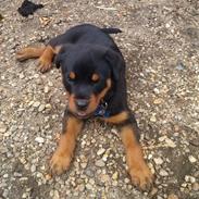 Rottweiler Kato