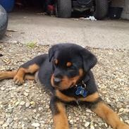 Rottweiler Kato