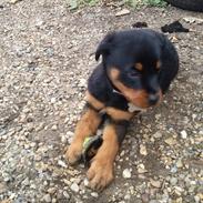 Rottweiler Kato