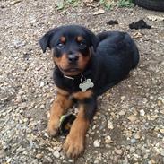 Rottweiler Kato