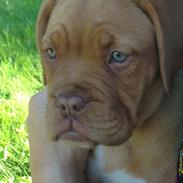 Dogue de bordeaux Chanel