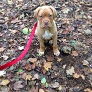 Dogue de bordeaux Chanel