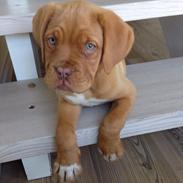 Dogue de bordeaux Chanel