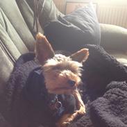 Yorkshire terrier Cicero