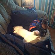 Yorkshire terrier Cicero