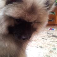 Keeshond Evridex Dzek Pot ( Lusjen)