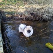 Keeshond Evridex Dzek Pot ( Lusjen)