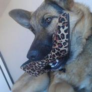 Blanding af racer Morgan