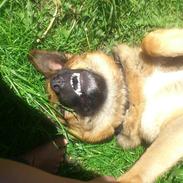 Blanding af racer Morgan