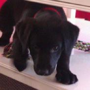 Labrador retriever ronja