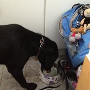 Labrador retriever ronja