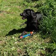 Labrador retriever ronja