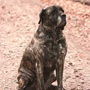 Mastiff Hugedogges Philipa