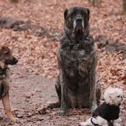 Mastiff Hugedogges Philipa