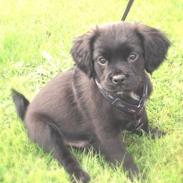 Blanding af racer Spike