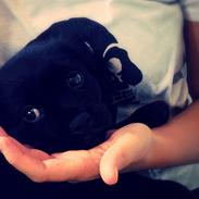 Blanding af racer Spike