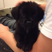 Blanding af racer Spike