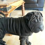 Shar pei Luna