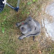 Staffordshire bull terrier Sabby