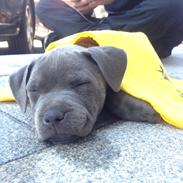 Staffordshire bull terrier Sabby