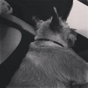 Cairn terrier Theodor