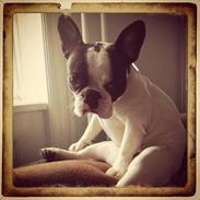 Fransk bulldog Lulu