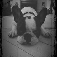 Fransk bulldog Lulu