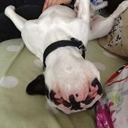 Fransk bulldog Lulu