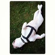Fransk bulldog Lulu