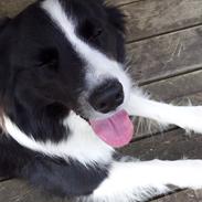 Border collie Nellie