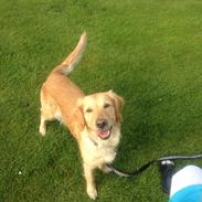 Golden retriever Donna