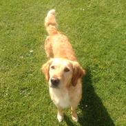 Golden retriever Donna